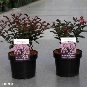 Lagerstroemia Coral Magic - Mirto crespo