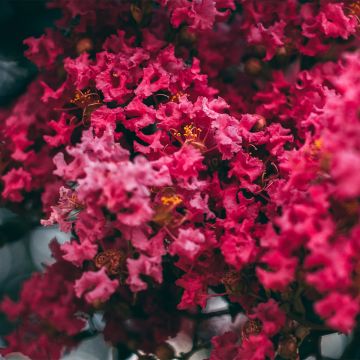 Lagerstroemia Midnight Magic - Mirto crespo