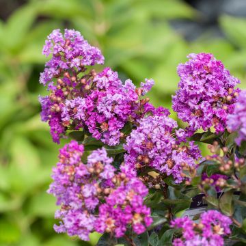 Lagerstroemia indica Purple Magic - Mirto crespo