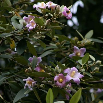 Lagunaria patersonii