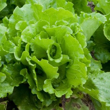 Lattuga cappucina iceberg Batavia Balmoral
