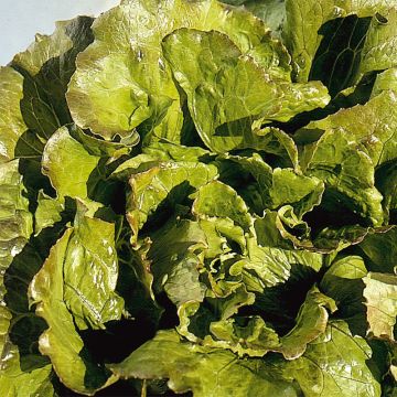 Lattuga batavia Carmen