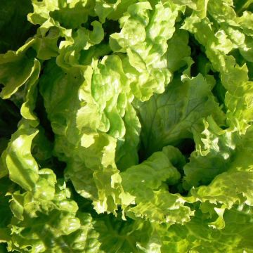 Lattuga batavia Dorata di primavera (piante)