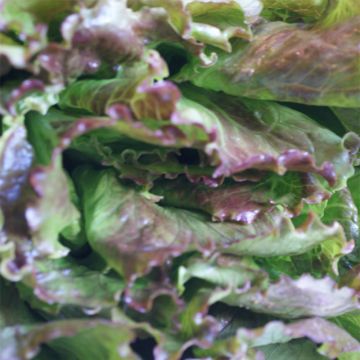 Lattuga latina Gloire du Dauphiné