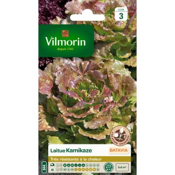 Lattuga batavia Kamikaze - Vilmorin