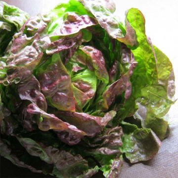 Lattuga batavia Kamikaze