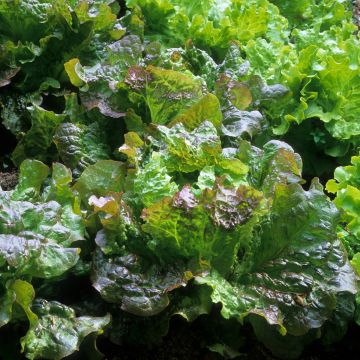 Lattuga batavia Rossa di Grenoble