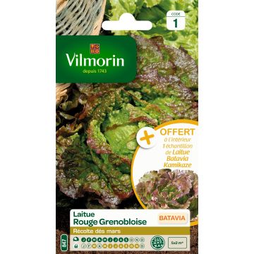 Lattuga batavia Rossa di Grenoble - Vilmorin