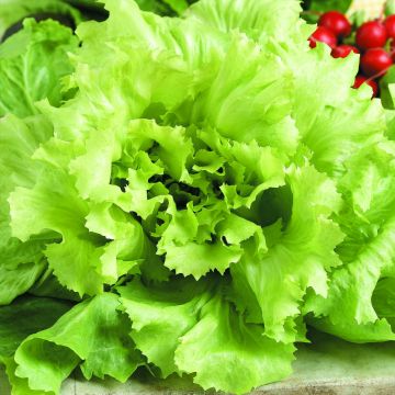 Lattuga batavia verde Iceberg