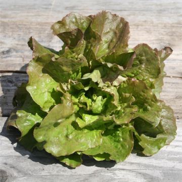 Lattuga a cappuccio Monte à Peine