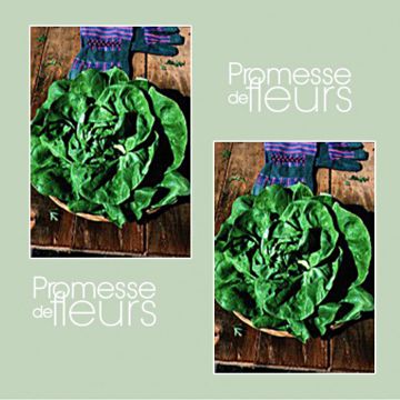 Lattuga a cappuccio Verpia