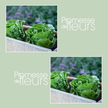 Lattuga ibrida Elyburg