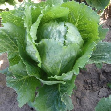 Lattuga Sweet Success