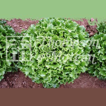 Lattuga a cespo Mazur