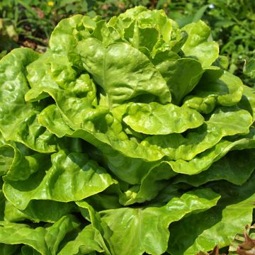 Lattuga a cappuccio Gotte Jaune