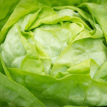 Lattuga a cappuccio Justine