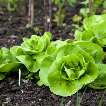 Lattuga a cappuccio Reine de Mai