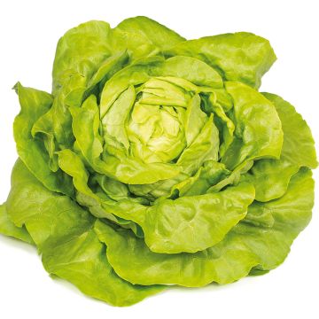Lattuga a cappuccio Gabino