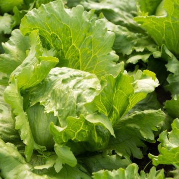 Lattuga batavia Hollywood