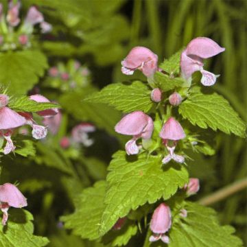Lamium maculatum Cannon's Gold