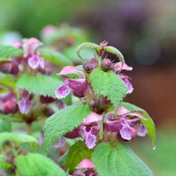 Lamium orvala - Falsa ortica maggiore