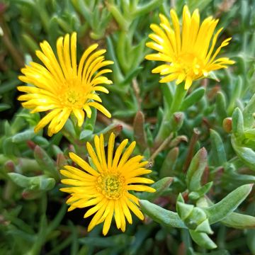 Lampranthus aurantiacus Yellow