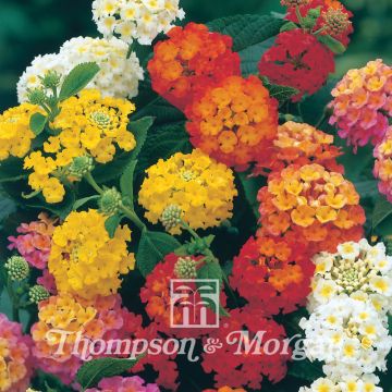 Lantana Mixed Hybrids