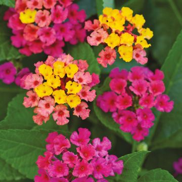 Lantana Bloomify Rose