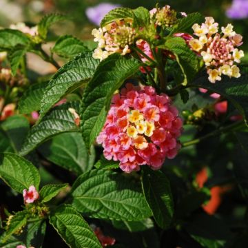 Lantana Evita Rose