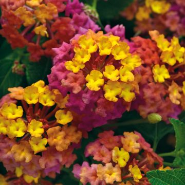 Lantana PassionFruit