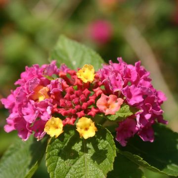 Lantana Gem Diva Pink