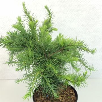 Larix decidua Little Bogle