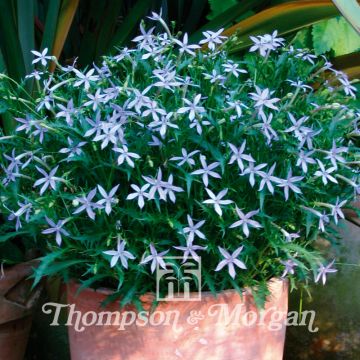 Solenopsis axillaris Avant-Garde Blue F1 Hybrid