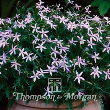 Solenopsis axillaris Avant-Garde Pink Hybride F1