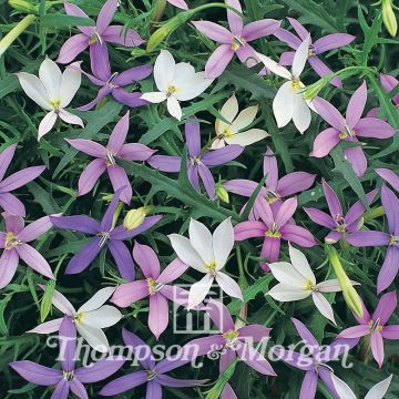 Solenopsis axillaris Stargazer Mixed