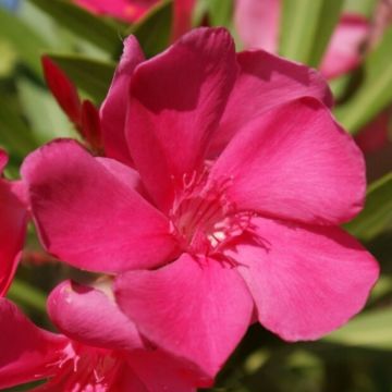 Nerium oleander Framboise – Oleandro