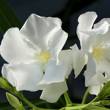 Nerium oleander Mont Blanc – Oleandro