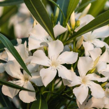 Nerium oleander Petite White – Oleandro