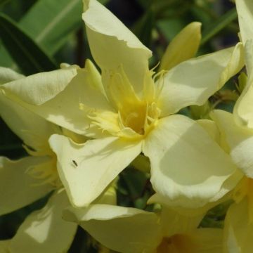 Nerium oleander Souvenir des Iles Canaries – Oleandro