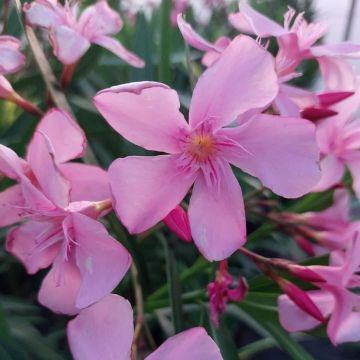 Nerium oleander Magaly – Oleandro