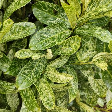 Lauroceraso Marbled White