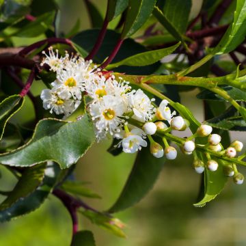 Prunus lusitanica Brenelia - Lauro del Portogallo