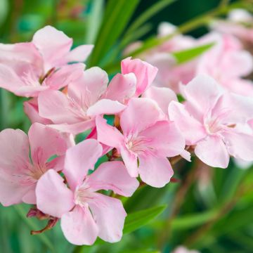 Nerium oleander Caro - Oleandro