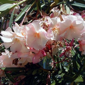 Nerium oleander Provence - Oleandro