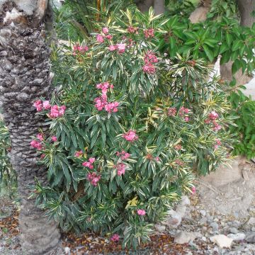 Nerium oleander Variegata - Oleandro