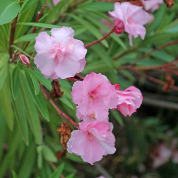 Nerium oleander Roseum Plenum - Oleandro