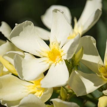 Nerium oleander of Capri – Oleandro