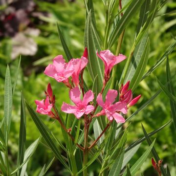 Nerium oleander Maurin des Maures – Oleandro