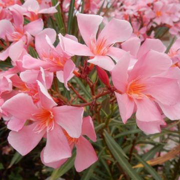 Nerium oleander Tito Poggi – Oleandro