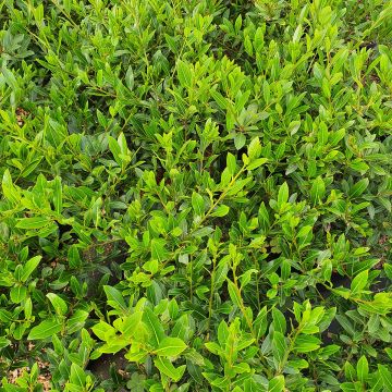 Laurus nobilis Little Laura 'Dan17' - Alloro